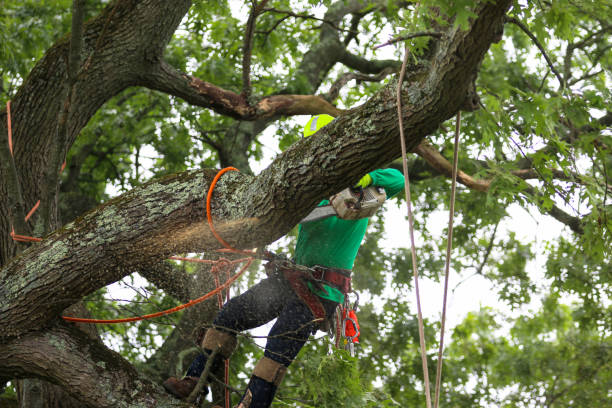 Best Palm Tree Trimming  in Kalamazoo, MI